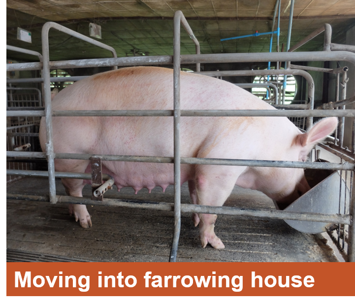 Alltech Pig Knowledge Hub Farrowing House